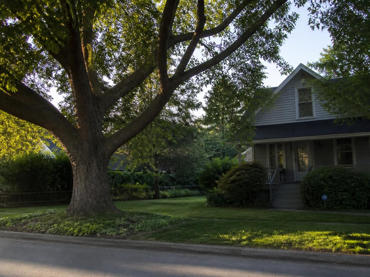 A mature shade tree beside a home on a quiet residential street